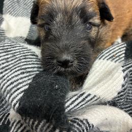 Scar - Wheaten male Soft Coated Wheaten Terrier puppy in Nokomis, Illinois from Windhill Wheatens