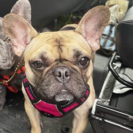 Khloe - French Bulldog