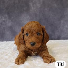 Titi - Red  female Goldendoodle puppy in Mint Hill, North Carolina from DoodleForever