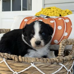 Girl 1 - Black tri-color female Australian Shepherd puppy in Bainbridge, Ohio from CK Aussies