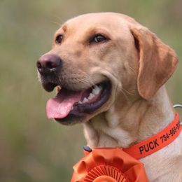 Labrador Retrievers from As You Wish Retrievers