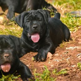 AKC Dozer - Black male Cane Corso puppy in Smartsville, California from Summit Cane Corso