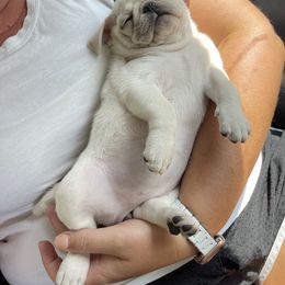 Pug Puppies from Pugs R 4 U in KY