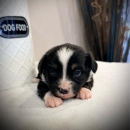Trixie - Black tri female Miniature Australian Shepherd puppy in Lakeport, California from Akins Aussies/Wild Rose Ranch