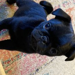 Pug Puppies from Pitter, Patter Pugs