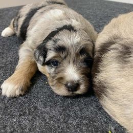 Aussiedoodle and Poodle Puppies from Superior AussieDoodles