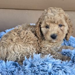 Reed - Red male Cockapoo puppy in Lebanon, Kentucky from Mosaic Merle Doodles
