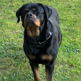 Rottweilers from Jany Rottweilers