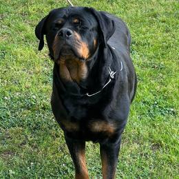 Rottweilers from Jany Rottweilers
