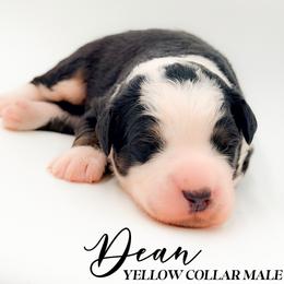 Dean - Tri-color male Bernedoodle puppy in Tipton, Indiana from Country Creek Doodles