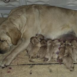 Boy 4 - Yellow male Labrador Retriever puppy in Andrews, South Carolina from Leyland Cypress Retrievers