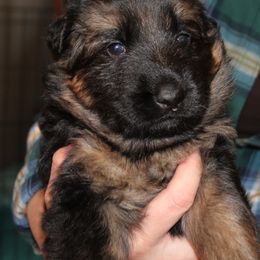German Shepherd Puppies from Michelle Eddy