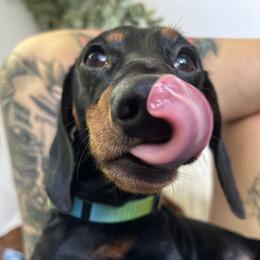 Freddy - Black and tan male Dachshund puppy in Mobile, Alabama from Katrina's Dachshunds