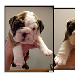 Bulldog Puppies from Big Pine Bulldogs
