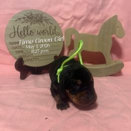 Lime Green - Black and tan female Black and Tan Coonhound puppy in Pueblo, Colorado from BT Coonhound