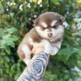Patches - Red and white female Pomsky puppy in Orange County, California from Pomsky Playpen