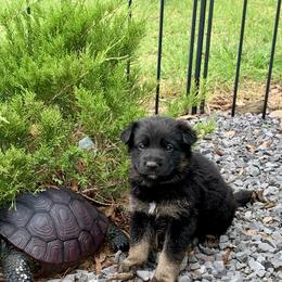 German Shepherd puppies from Shepherd Farms
