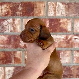 Butch Cassidy - Red male Dachshund puppy in Deming, New Mexico from FoxieDoxies of New Mexico