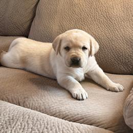 Happy - Yellow female Labrador Retriever puppy in Tekonsha, Michigan from Asher Acres Labs