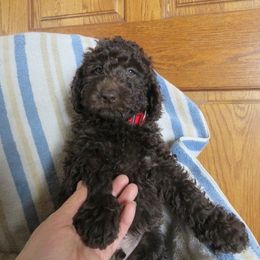 Australian Labradoodle Puppies from Heartland Australian Labradoodles