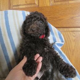 Australian Labradoodle Puppies from Heartland Australian Labradoodles