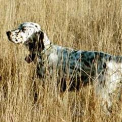 English Setters from Classic Setters