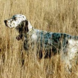 English Setters from Classic Setters