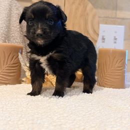 Jessie - Black tri female Toy Australian Shepherd puppy in North Lakeport, California from Wild Rose Ranch