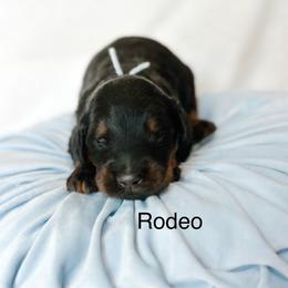Rodeo - Phantom male Goldendoodle puppy in Pasco, Washington from Camp Doodle Woods