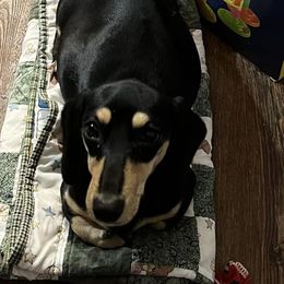 Dachshunds from Storybook Dachshunds