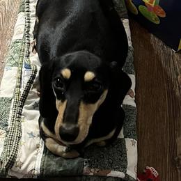 Dachshunds from Storybook Dachshunds