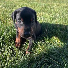 Rugby - Black and rust male Doberman Pinscher puppy in Peru, Indiana from De luxe dobermans