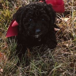 Aussiedoodle and Goldendoodle Puppies from Gray Doodles