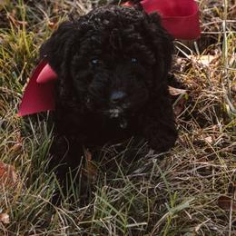 Aussiedoodle and Goldendoodle Puppies from Gray Doodles