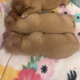 Cora - Cream female Dachshund puppy in Clovis, California from Lil Sausage Co
