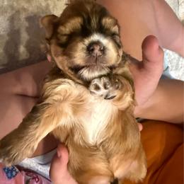 Andy - Red sable male Havanese puppy in Wappapello, Missouri from Titanium Havanese LLC