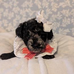 Marley - Black white and silver female Shihpoo puppy in Rockledge, Florida from Bellady's Shihpoos