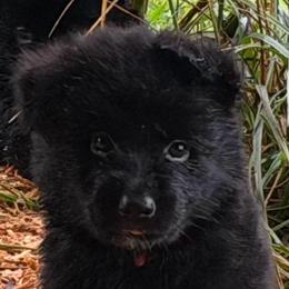 Pink - Black female German Shepherd puppy in Bradley County, Tennessee from Chestuee German Shepherd