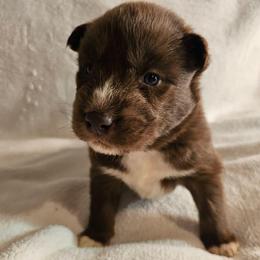 Fury - Red and white male Siberian Husky puppy in Urbana, Ohio from Fairhaven's Siberian Huskies