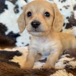 Linguine - Cream male Dachshund puppy in Perkins, Oklahoma from 4B Dachshunds