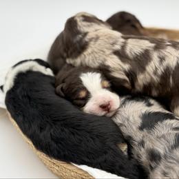 Aussiedoodle puppies from Silva Ranch Doodles