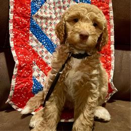 Life (Black) - Cream female Labradoodle puppy in Mechanicville, New York from Deuce's Doodles