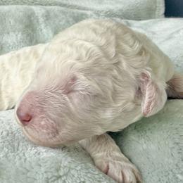 Boy 4 - male Poodle puppy in Screven, Georgia from Dreamland Standard Poodles