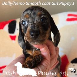 Puppy 1by Birth order  ( Girl 1 ) - Dapple female Dachshund puppy in Anamosa, Iowa from Melsh Precious Pets