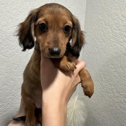 Riley - Sable female Dachshund puppy in Modesto, California from Raws Doxies