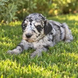 Sawyer - Merle male Goldendoodle puppy in Millville, California from Hope Lane Kennels