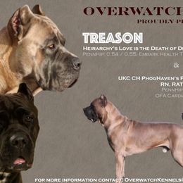 Cane Corso Puppies from Overwatch Kennels