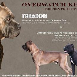 Cane Corso Puppies from Overwatch Kennels