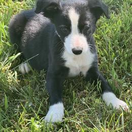 Boy 458 - Black and white male Border Collie puppy in Temecula, California from West Coast Border Collies