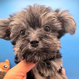Marlon - Tan male Yorkshire Terrier puppy in Georgia & Florida, Georgia from Fiesta Pups